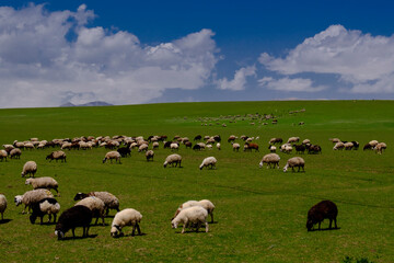 sheep in the field. A flock of sheep is eating meadow grass. nomads sheep on the plateau. farming....