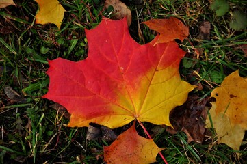 Fototapeta premium Nature - the material world of the universe, in essence - the main object of study of the natural sciences. In everyday life, the word 