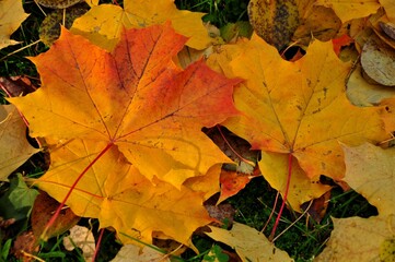 Nature - the material world of the universe, in essence - the main object of study of the natural sciences. In everyday life, the word 