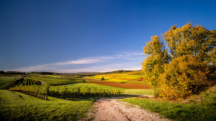 Paysage Bourguignon de vignes en automne dans les Hautes-Côtes de Nuits, Marey-lès-Fussey, Bourgogne, France