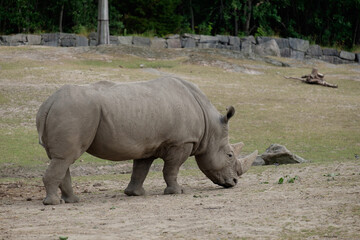Obraz premium rhino in zoo 