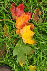 Nature - the material world of the universe, in essence - the main object of study of the natural sciences. In everyday life, the word 