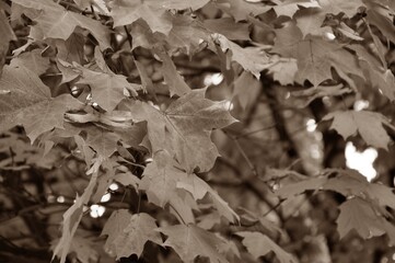 Nature - the material world of the universe, in essence - the main object of study of the natural sciences. In everyday life, the word 