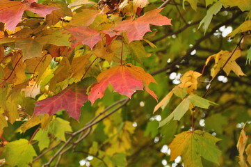 Nature - the material world of the universe, in essence - the main object of study of the natural sciences. In everyday life, the word 