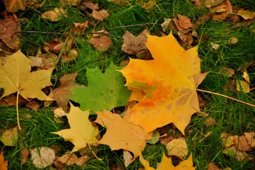 Nature - the material world of the universe, in essence - the main object of study of the natural sciences. In everyday life, the word 