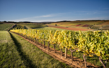 Fototapeta na wymiar Paysage Bourguignon de vignes en automne dans les Hautes-Côtes de Nuits, Marey-Lès-Fussey, Bourgogne, FRance