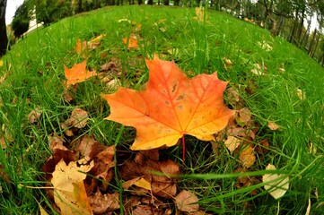 Nature - the material world of the universe, in essence - the main object of study of the natural sciences. In everyday life, the word 