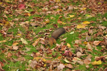 Nature - the material world of the universe, in essence - the main object of study of the natural sciences. In everyday life, the word 