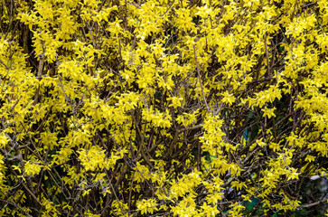 large forsythia bush with blooming small yellow flowers in full frame