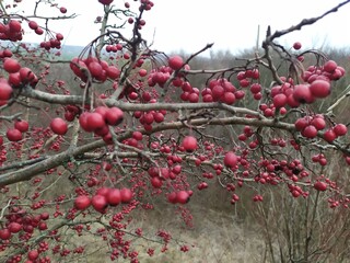 red berries on a branch