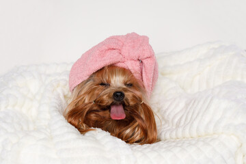 Just washed yorkie in bathrobe on gray background. Portrait of cute puppy yorkshire terrier. Little smiling dog after bath wrapped in pink towel.