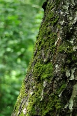 Nature - the material world of the universe, in essence - the main object of study of the natural sciences. In everyday life, the word "nature" is often used in the sense of a natural habitat.