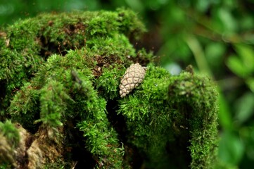Nature - the material world of the universe, in essence - the main object of study of the natural sciences. In everyday life, the word 