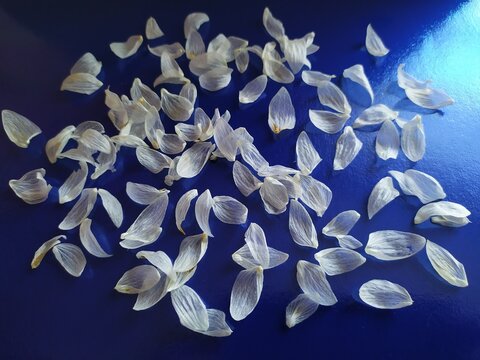 vany white petals on a blue background