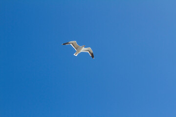 Seagull Flying Overhead