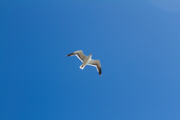 Seagull Flying Overhead