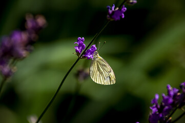 Motyl Bielinek na lawendzie ciemne zielone tło 
