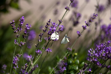 Dwa jasne motyle na kwitnącej lawendzie