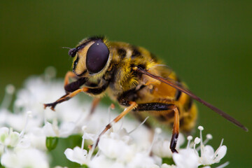 fly on a flower