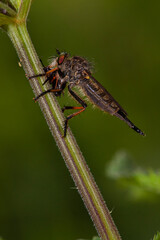 dragonfly on a leaf