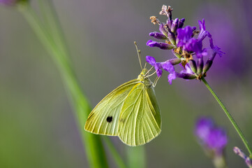 Żółty motyl spijający nektar kwiaty lawendy rozmyte tło - obrazy, fototapety, plakaty
