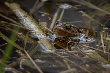 frog in the grass