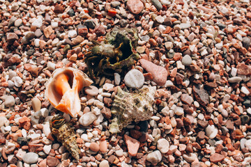 Summer sea stones background with seashells and small tiny crabs. Summer backgroud with copy space