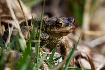 toad in the grass