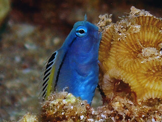 Red Sea Mimic Blenny (Ecsenius gravieri) in Egypt