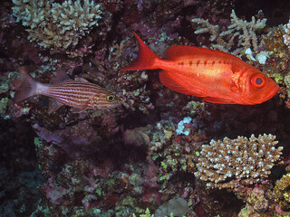 A Lunar Bigeye (Priacanthus hamrur) in the Red Sea, Egypt