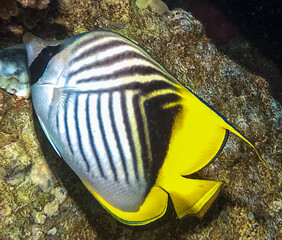 A Threadfin Butterflyfish (Chaetodon auriga) in the Red Sea, Egypt