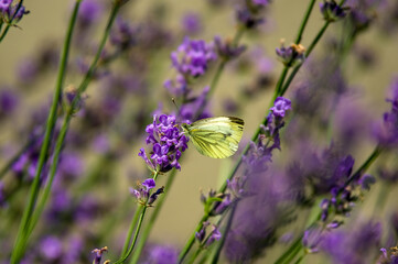 Jasny motyl bielinek siedzący na lawendzie rozmyte tło