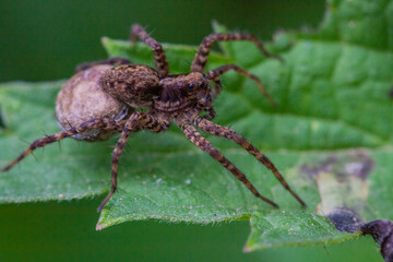 spider on a leaf