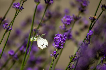 Motyl Bielinek rozpostarte skrzydła rozmyte pastelowe tło z lawendą