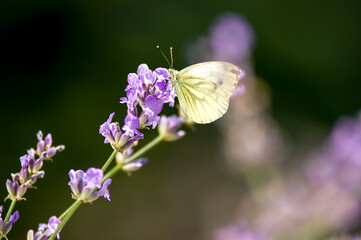 Jasny motyl bielinek siedzący na lawendzie rozmyte tło	
 - obrazy, fototapety, plakaty