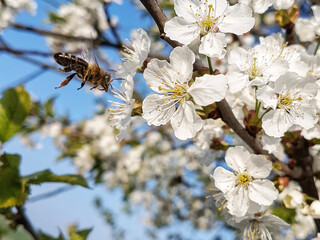 Obraz premium tree blossom