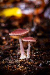mushrooms in the forest