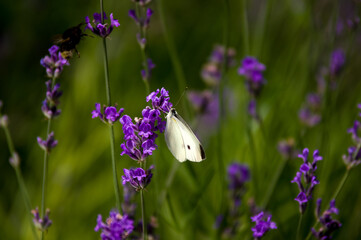 Motyl bielinek na lawendzie zielone tło
