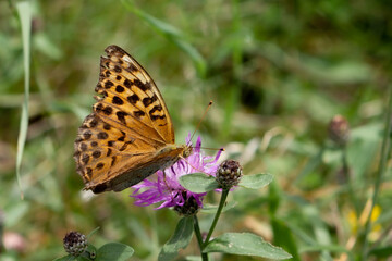butterfly on flower