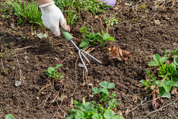 hands gardener weed and loosen the bed of strawberries