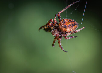 spider on a web