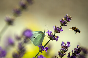 Jasny motyl bielinek siedzący na lawendzie  i nadlatujący trzmiel bąk rozmyte tło - obrazy, fototapety, plakaty
