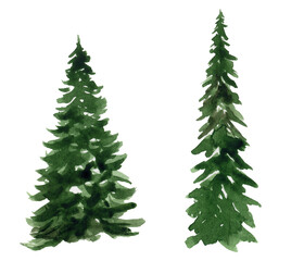 Two watercolor winter fir trees on a white background