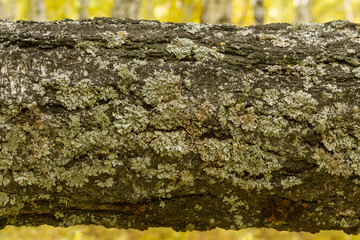 Moss on a branch of an old birch tree perpendicular to the trunk.
