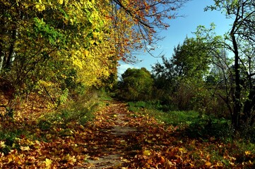 Autumn forest