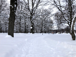 Severe snowy winter. Path and trees in the snow in the park