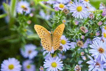 Butterfly in the wild is sitting on the surface