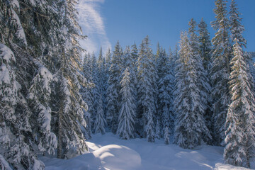 Pine trees covered with snow on frosty day. Spectacular white pine trees on a frosty day. Winter alpine ski resort. Trees covered with snow. Beautiful winter background. 