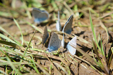 Butterfly in the wild is sitting on the surface