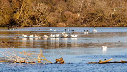Wasservögel auf dem Öpfinger Stausee
